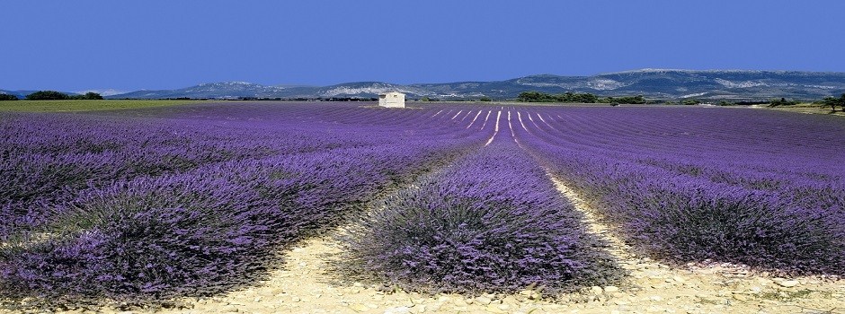 Lavender fields luberon.jpg