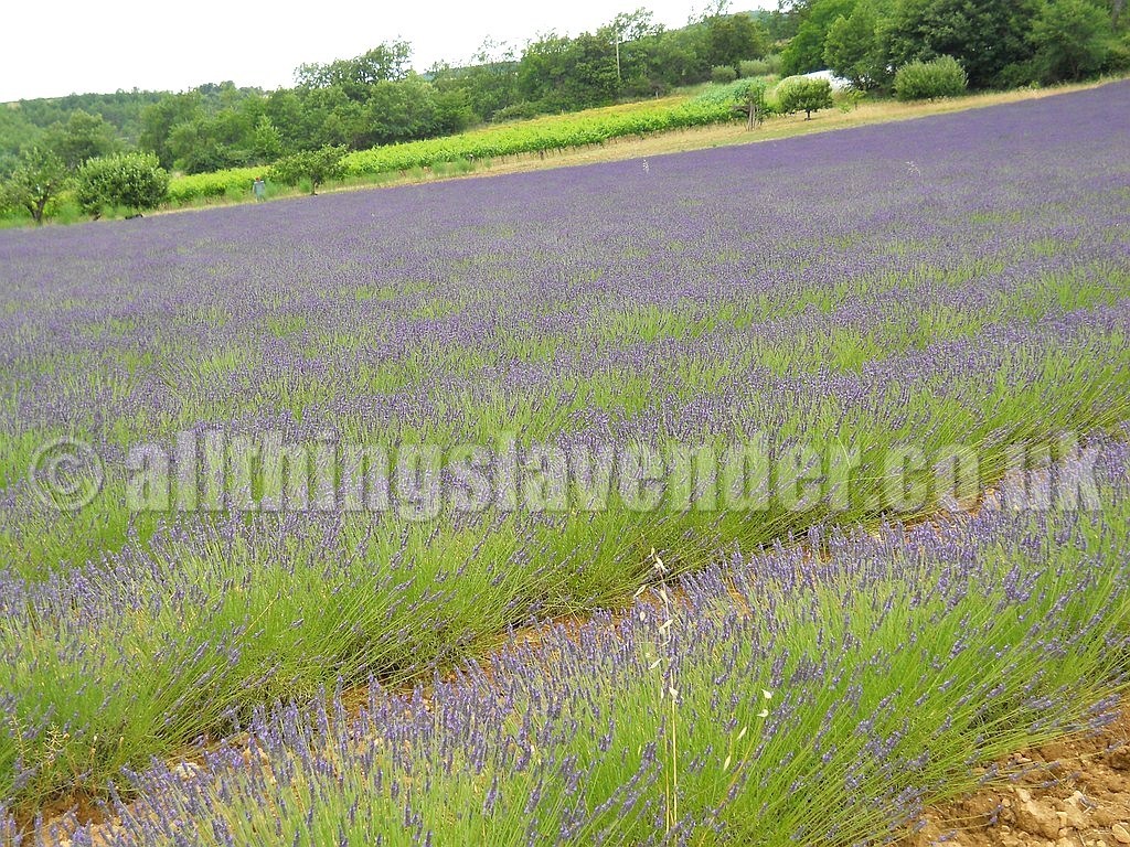 All Things Lavender  Fields Of Lavender  Provence June 2014 Lavender Furrows
