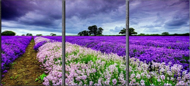 Lavender Art Fields of Provence