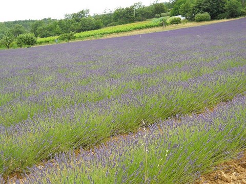 All Things Lavender  Fields Of Lavender  Provence June 2014 Lavender Fields
