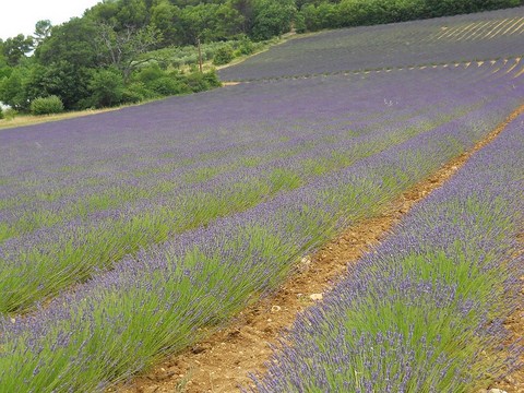 All Things Lavender  Fields Of Lavender  Provence June 2014 Lavender Fields
