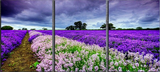 Lavender Art Fields of Provence