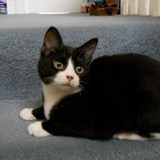 Mordryd - The All Things Lavender Cat